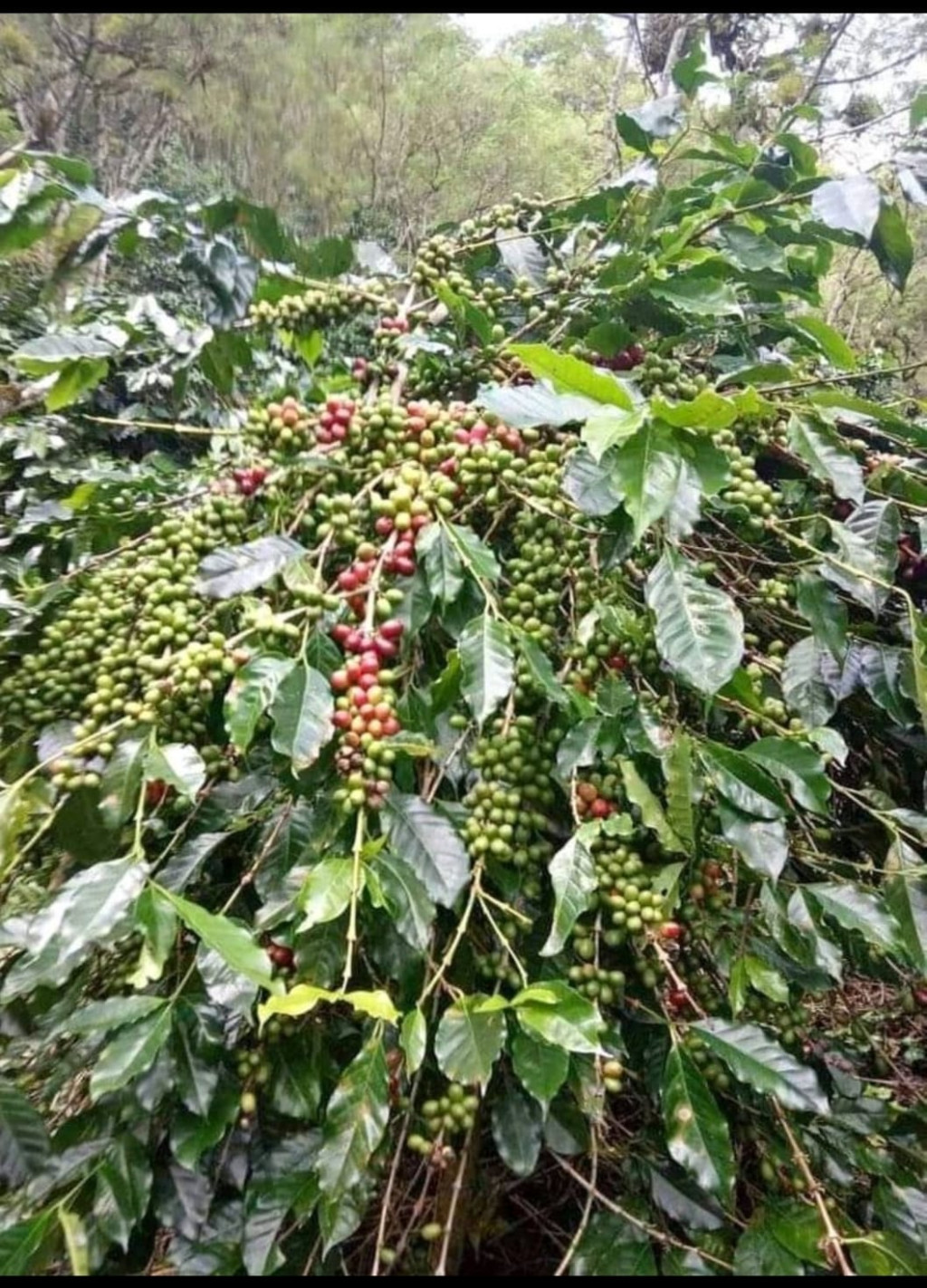 Kebun kopi